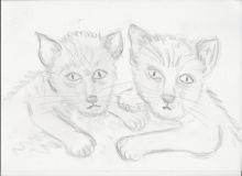 2020-06-05-Zwei-Katzen