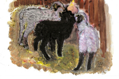 2019-01-26-drei-kleine-SchafeB