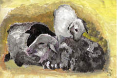 2019-01-28Zwei-Grosse-und-ein-kleines-SchafB