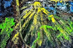 2022-03-11Sonnenbaum_kl