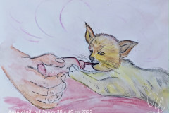2022-05-11Babykatze_kl