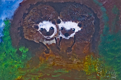 2024-02-26-Igel-35x50-kl